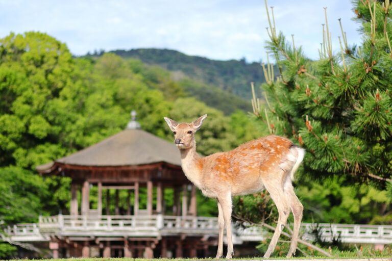 Tour Nara y el Camino del Samurai