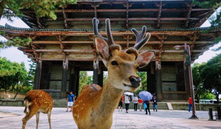 Tour Nara Special