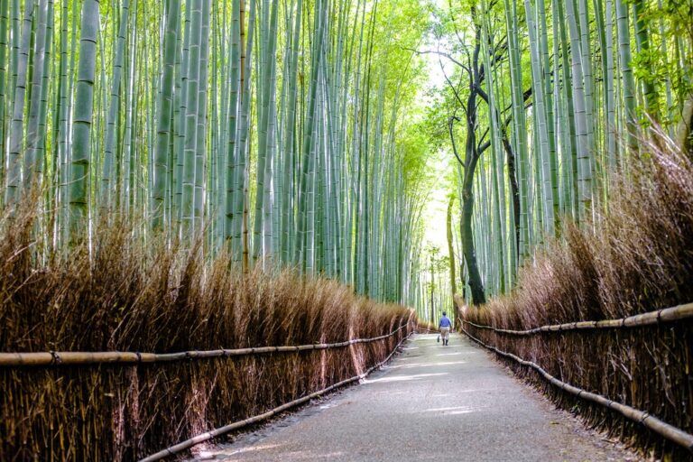 Tour Diario El Bosque de Bambú y Los Templos Escondidos de Arashiyama